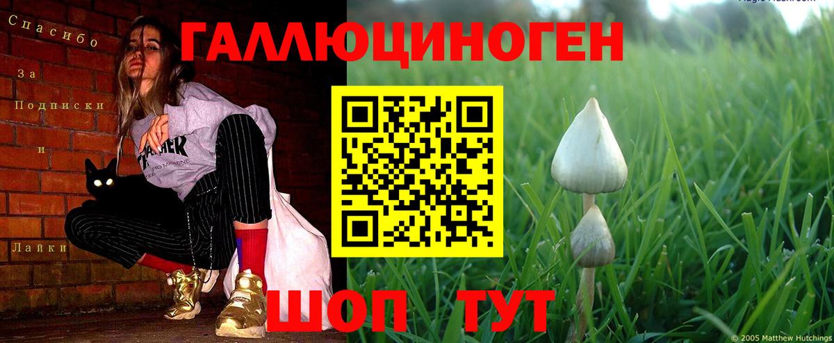 Псилоцибиновые грибы Psilocybe Пыть-Ях
